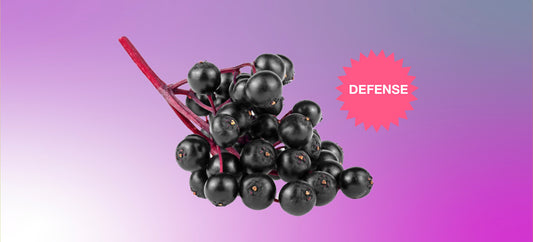 elderberry